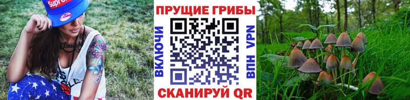 Галлюциногенные грибы Psilocybe  Мглин 